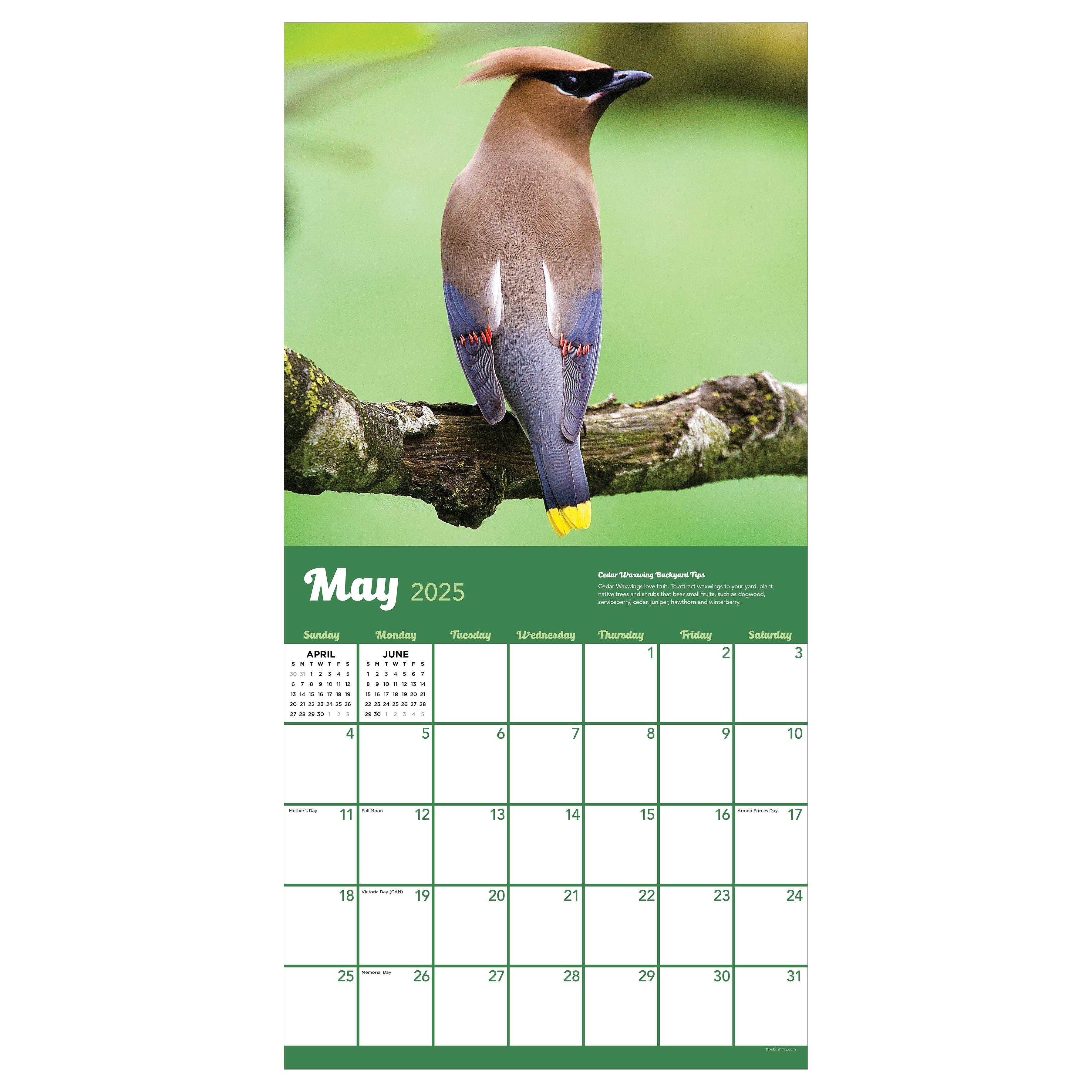 Backyard Birds Wall Calendar 2025