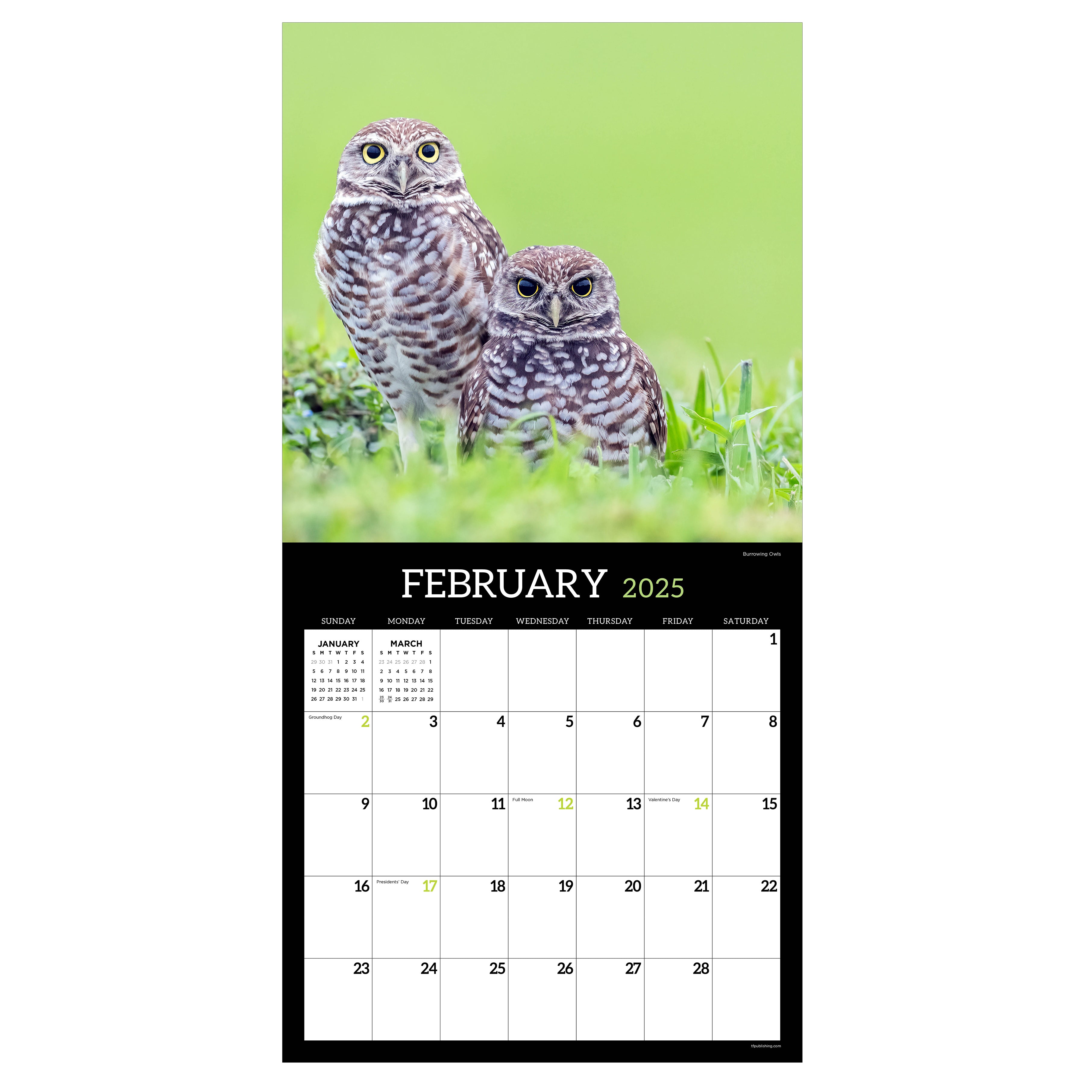 2025 Owls Wall Calendar SELWII