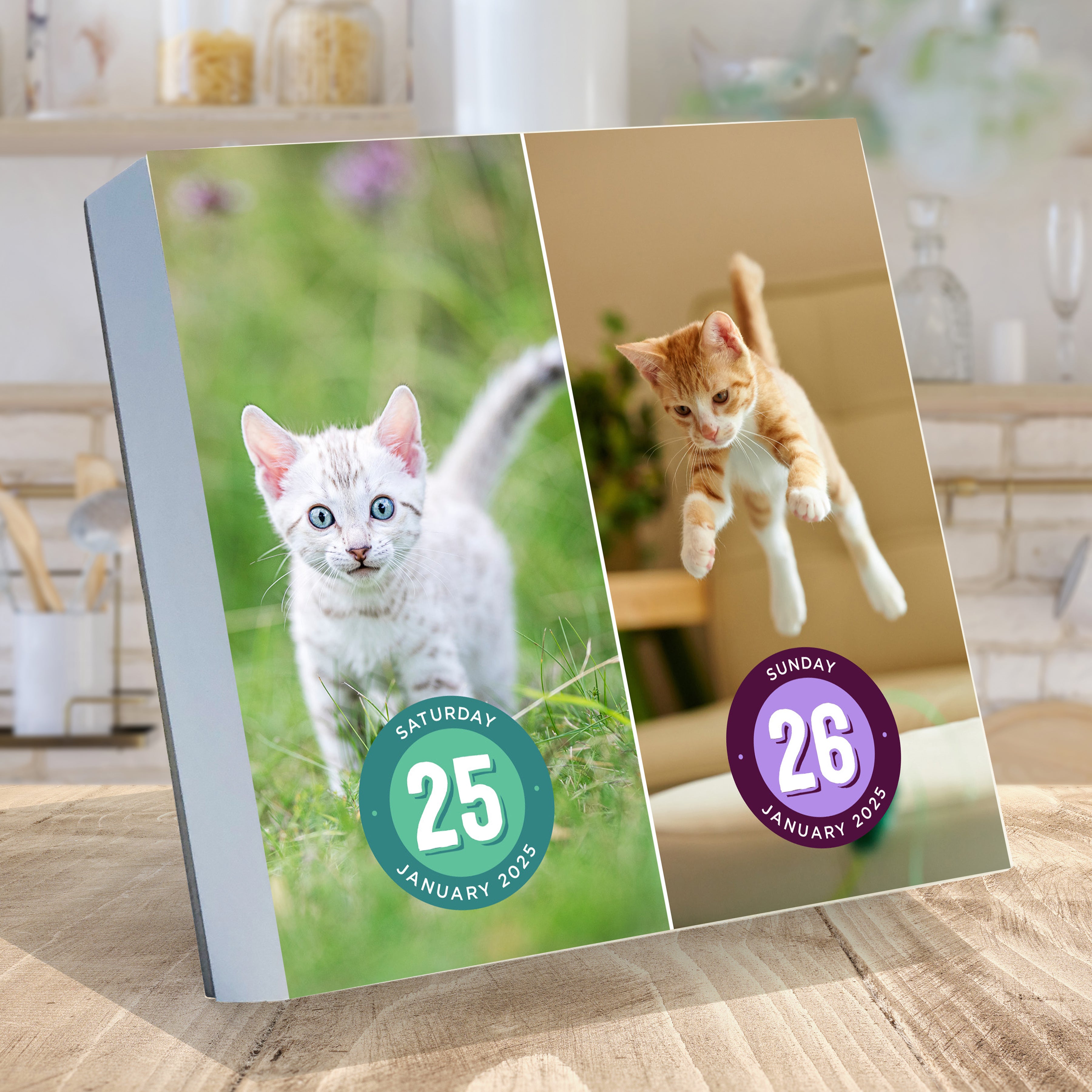 2025 Cat A Day Daily Desktop Calendar SELWII