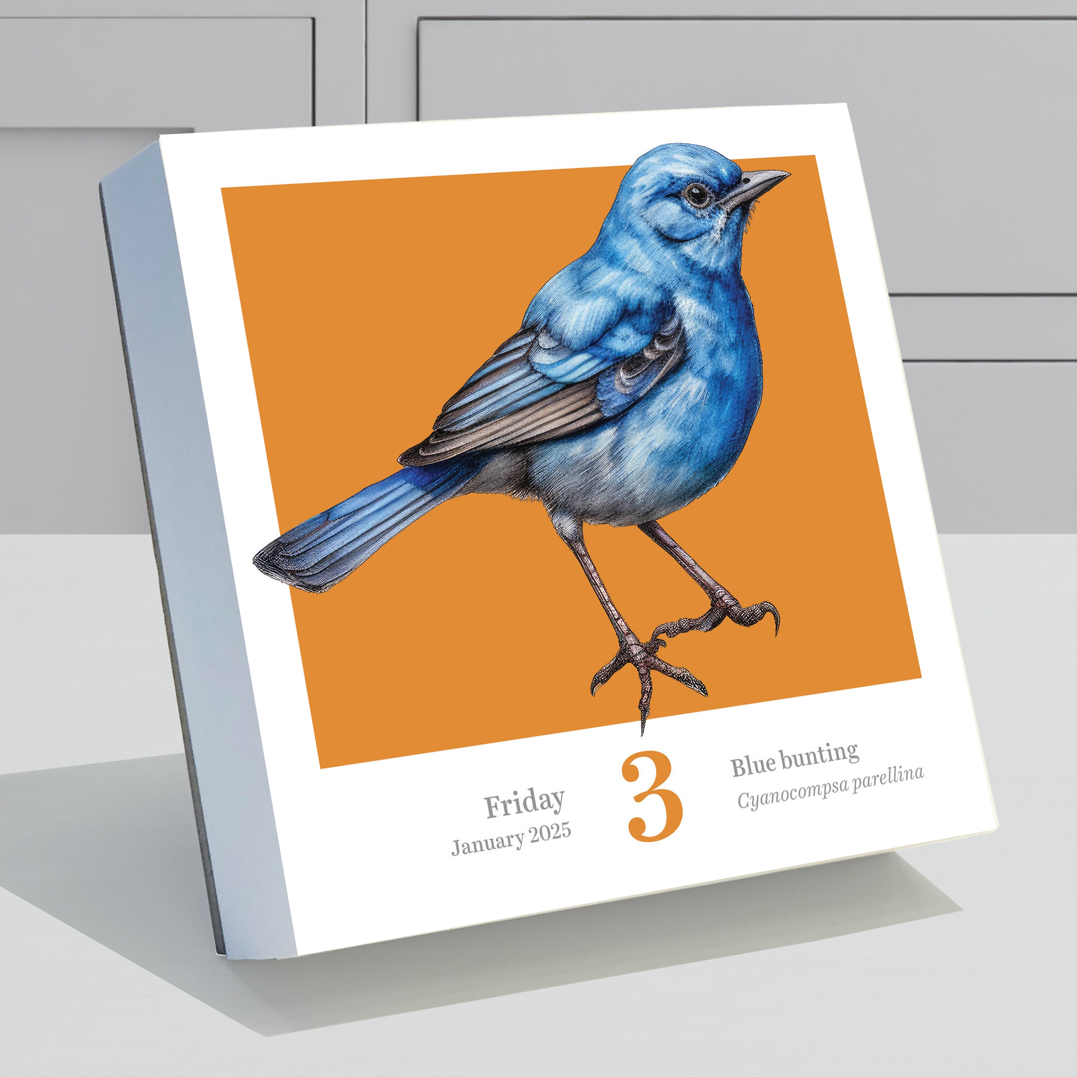 2025 Birds: Backyard & Beyond Daily Desktop Calendar SELWII