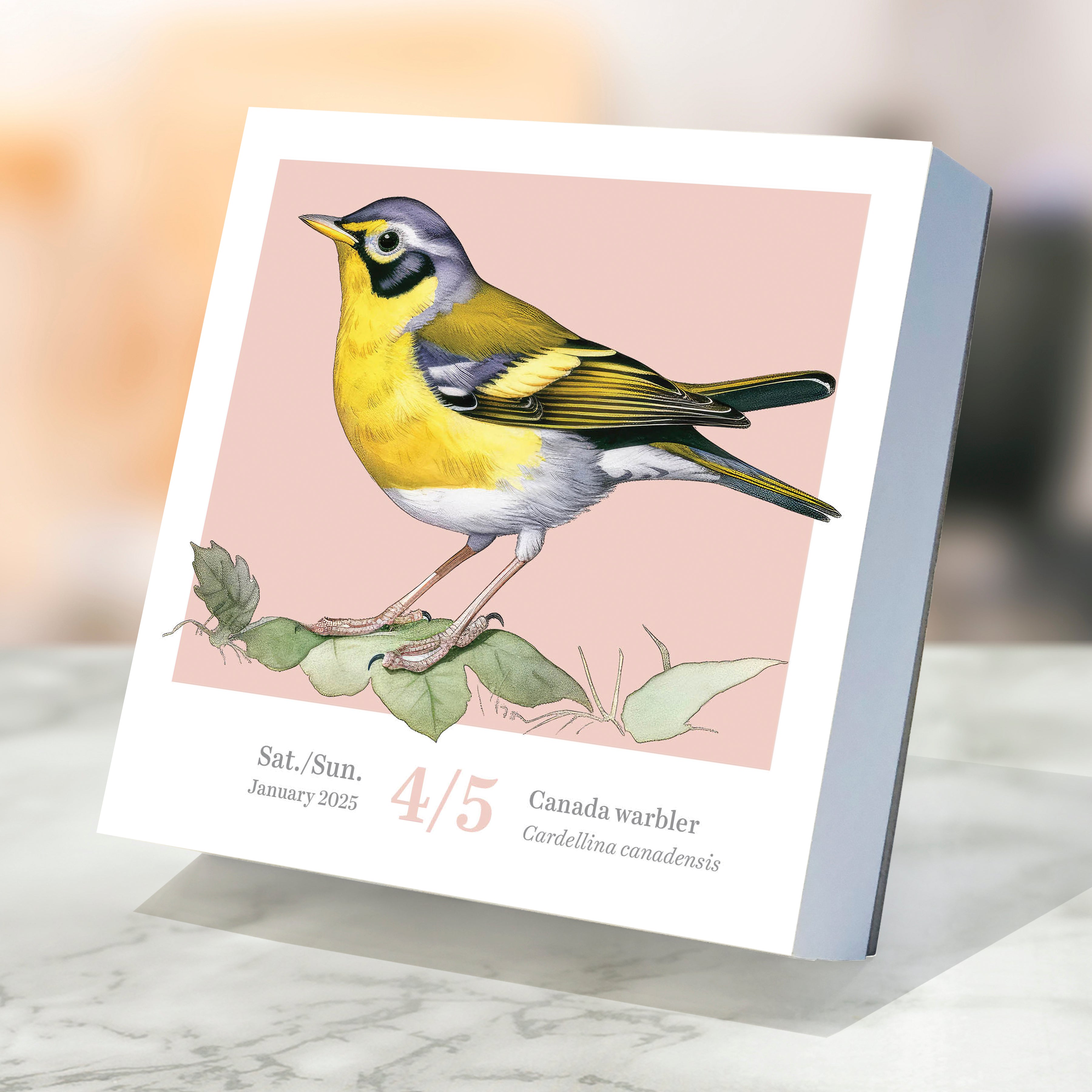 2025 Birds: Backyard & Beyond Daily Desktop Calendar SELWII