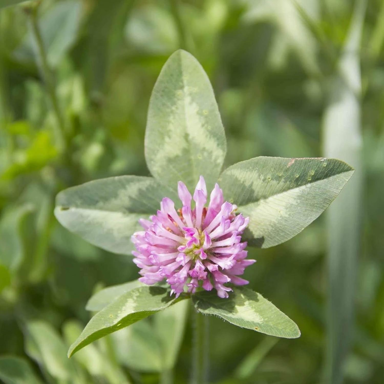 Organic Alsike Clover - 1 OZ ~15,625 Seeds - Organic, Open Pollinated, Non-Gmo - Farm & Garden Cover Crop & Forage Seeds